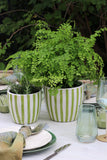 Lime Green Stripe Planter Small