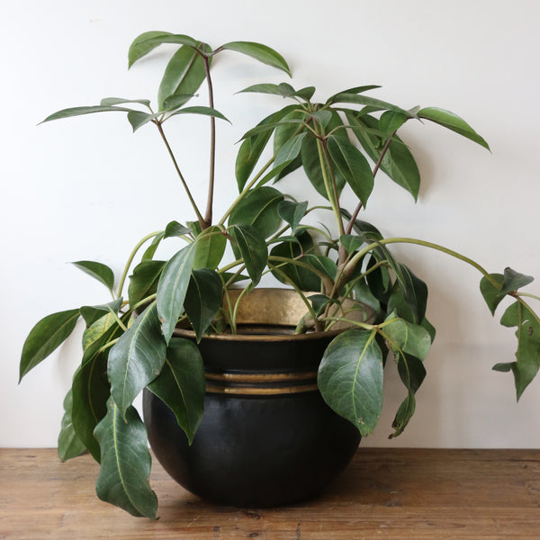 Medium Handmade Planter in Dark Bronze and Brass