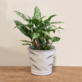 Oceania Planter 18cm